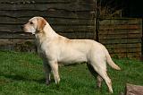 LABRADOR 1299